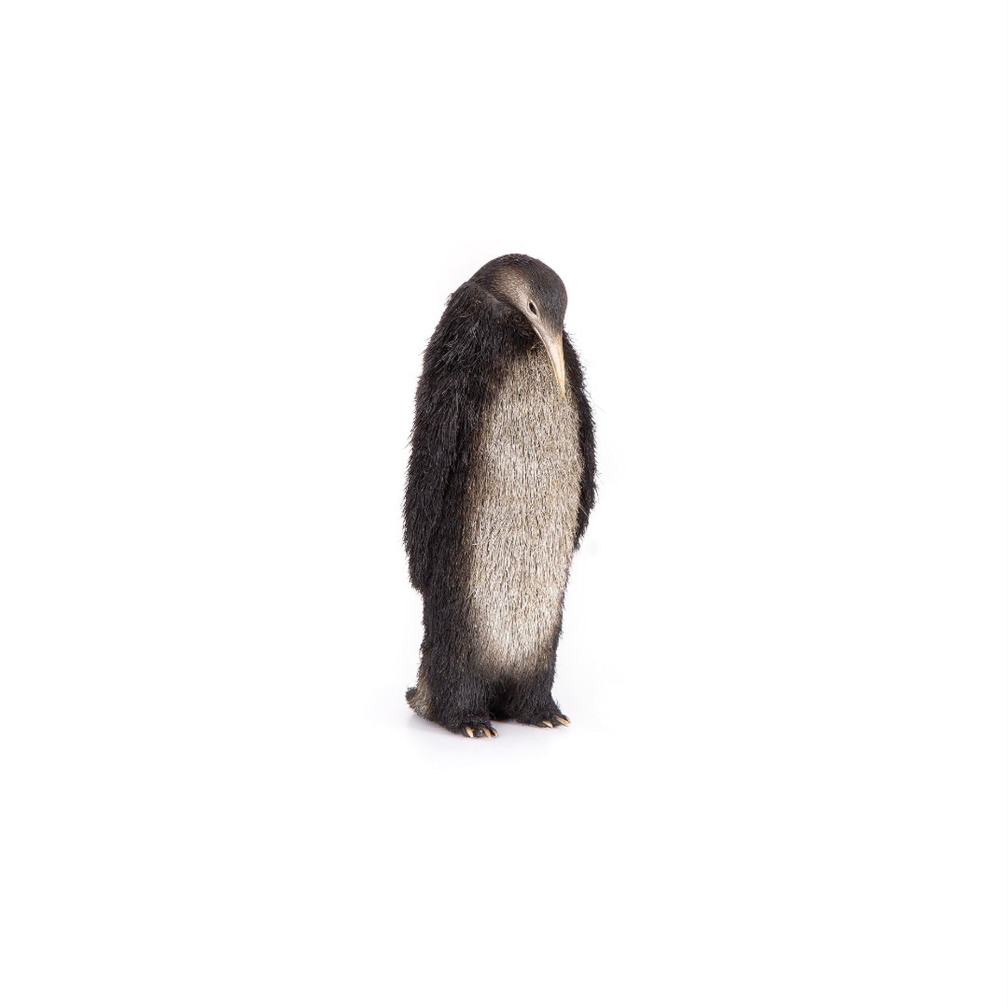 Furry Penguin